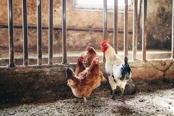 Rolgordijnen Hen and rooster in hen-house. Livestock © Photocreo Bednarek