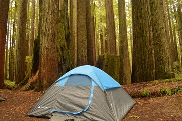 Hiking and camping in the Redwoods National Park among the old giant Sequoia trees in Northern California, USA