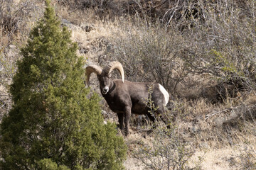 Rams in the Canyon