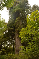 Hiking and camping in the Redwoods National Park among the old giant Sequoia trees in Northern California, USA