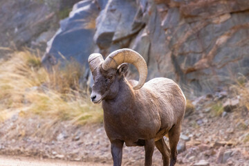 Rams in the Canyon