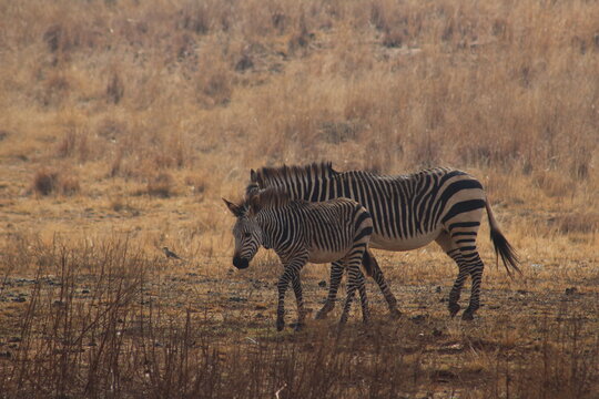 Photo Taken in Lion and Rhino Reserve, Krugersdorp