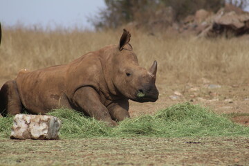 Fototapeta premium Photo Taken in Lion and Rhino Reserve, Krugersdorp
