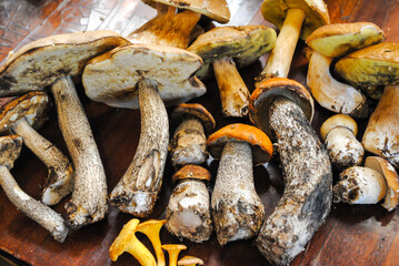 different porcini mushrooms and boletus and chanterelles and lie on a wooden table background