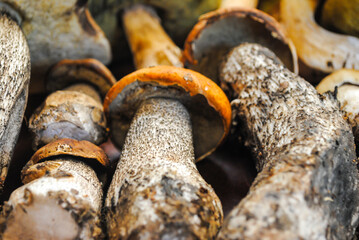 Fototapeta premium different porcini mushrooms and boletus and chanterelles and lie on a wooden table background