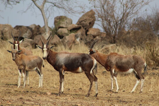 Photo Taken in Lion and Rhino Reserve, Krugersdorp