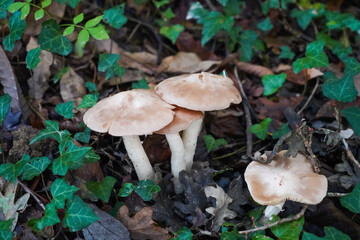 Champignons de forêt