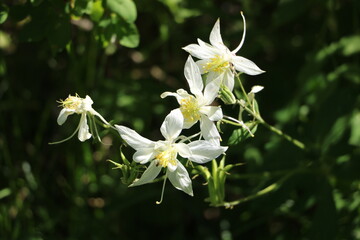Fototapeta na wymiar Colorado columbine flower, Wasatch-Cache National Forest, Utah