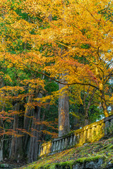 Fototapeta na wymiar Landscape photo of trees with leaves turning orange, yellow, red in autumn, Japan. There are beautiful colors of difference in soft tones. There is a shimmering light that creates a warm tone.