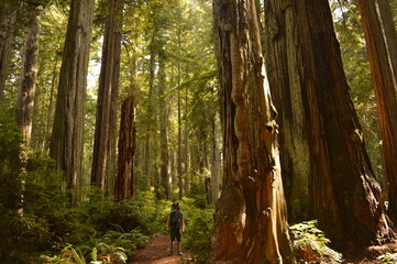 Hiking and camping in the Redwoods National Park among the old giant Sequoia trees in Northern...