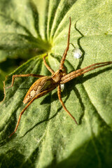 spider on a leaf