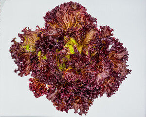 Purple lettuce. Purple lettuce leaves isolated on white background in top view