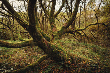 Oak trees in Gisburn Forest in Lancashire.  Woodland Photography with the most on the tree branches gives a very autumnal feel to the landscape image.