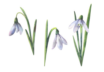 Set of snowdrops drawn by hand on a white background. Delicate watercolor illustration. Spring design for printing postcards.