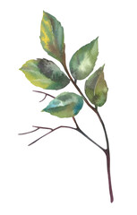 Watercolor twig with leaves. Hand-drawn isolated on a white background. Delicate and cute illustration for the design and printing of postcards.