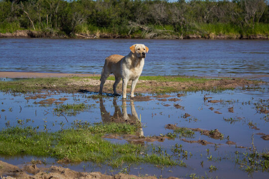 family pet dog in the water of the river gualeguay