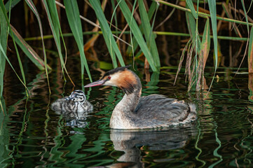 A morning with the Great Crested Grebes