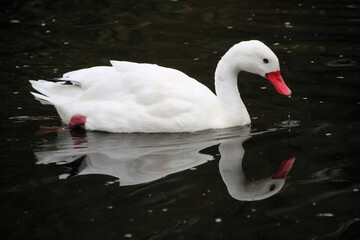 A Coscoroba Swan on the water