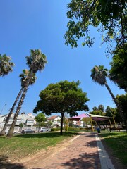 Obraz premium trees on the beach