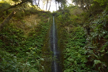 Hiking and camping on the Lost Coast among the Redwood (Sequoia) trees in Northern California, USA