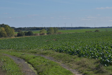 lavender field