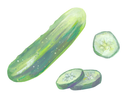 Gouache cucumber on a white background. Cute illustration for recipe and menu. The concept of a healthy diet, organic products, gardening. Illustration drawn by hand. Isolated.