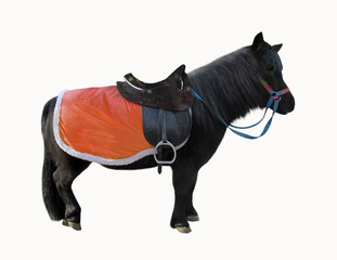 There is a black saddled pony. Side view. White background. Isolated.