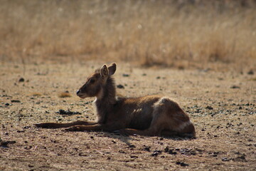 Photo Taken in Lion and Rhino Reserve, Krugersdorp