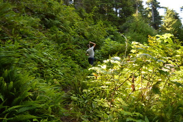 Fototapeta premium Hiking and camping on the Lost Coast among the Redwood (Sequoia) trees in Northern California, USA