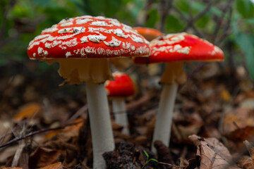 Amanita muscaria, commonly known as fly agaric or fly amanita, is a basidiomycete of the genus Amanita. It's also a muscimol mushroom.  Commonly seen at national park Hoge Kempen (English Hoge Kempen)