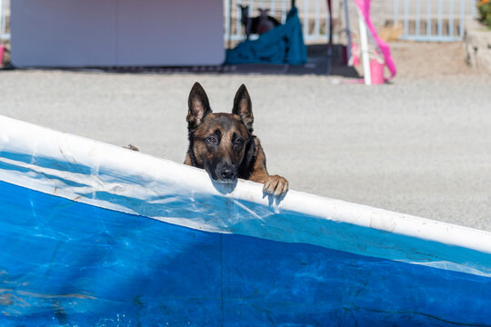 Brown Malinois Dog Looking Over The Edge Of A Pool