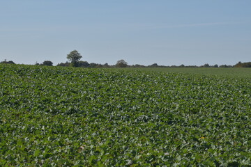 Fototapeta na wymiar field of cabbage