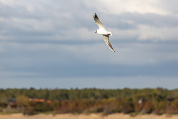 A seagull flying against a blue sky in summer .