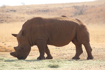 Fototapeta premium Photo Taken in Lion and Rhino Reserve, Krugersdorp