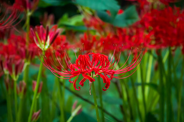 彼岸花のアップ