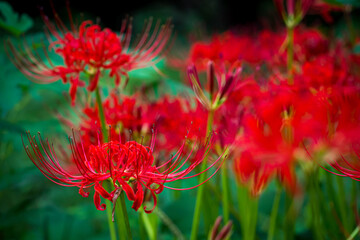 彼岸花のアップ
