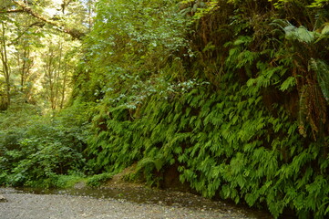 Hiking and camping on the Lost Coast among the Redwood (Sequoia) trees in Northern California, USA