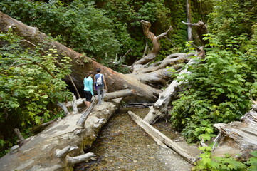 Hiking and camping on the Lost Coast among the Redwood (Sequoia) trees in Northern California, USA