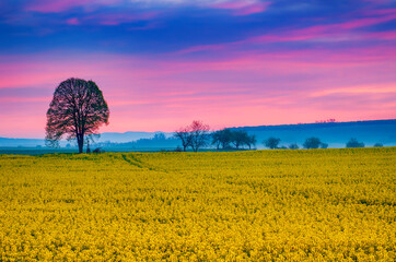 Sunrise and rapeseed