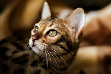close up portrait of a cat