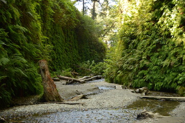Obraz premium Hiking and camping on the Lost Coast among the Redwood (Sequoia) trees in Northern California, USA