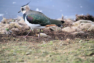 A lapwing by the waters edge