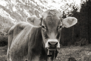 Kuh in den Bergen in schwarzweiß