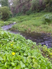 natural river in umbulmartani valley