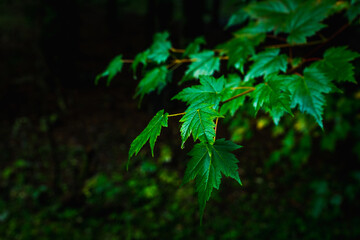 Branches and colorful leaves in the summer forest. Selective focus. Shallow depth of field. 
