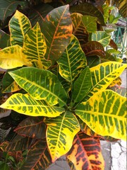 large leaf croton collection © PANDUADHIKA