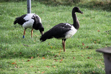 A close up of a Magpie Goose
