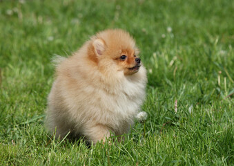 Small Pomeranian Spitz Puppy on the Green Lawn