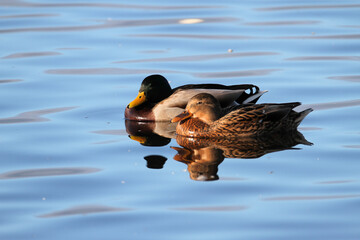 A Mallard Duck on the water