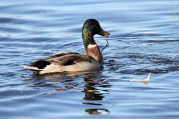 A Mallard Duck on the water